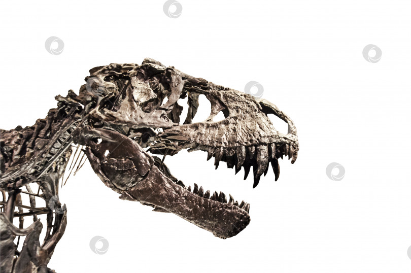 Скачать Скелет тираннозавра тираннозавра рекса из Берлинского музея, выделенный на белом фоне фотосток Ozero