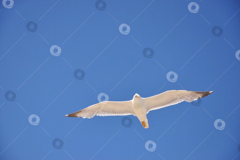 Скачать Свобода белая чайка летит вид снизу с земли фотосток Ozero