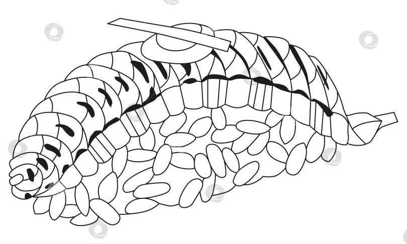 Скачать Нигири из запеченного лосося. Нарисованная от руки декоративная векторная иллюстрация для раскрашивания фотосток Ozero
