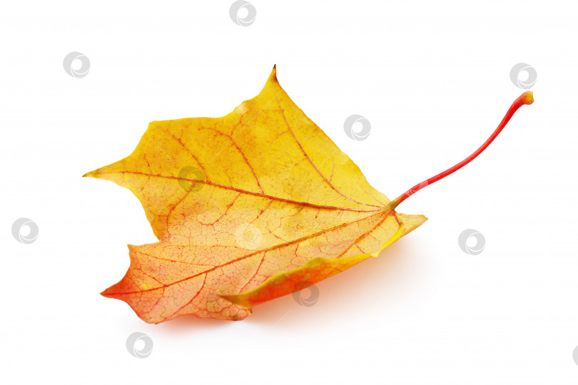 Скачать Опавший осенний кленовый лист в теплых желто-красных тонах, выделенный на белом фоне фотосток Ozero