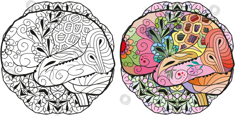 Скачать Изображение мозга в стиле зентангл на мандале для раскрашивания. Набор цветов и контуров фотосток Ozero