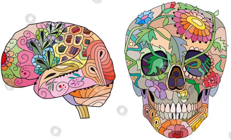 Скачать Стилизованные под зентангл мозг и череп. Нарисованная от руки декоративная векторная иллюстрация фотосток Ozero