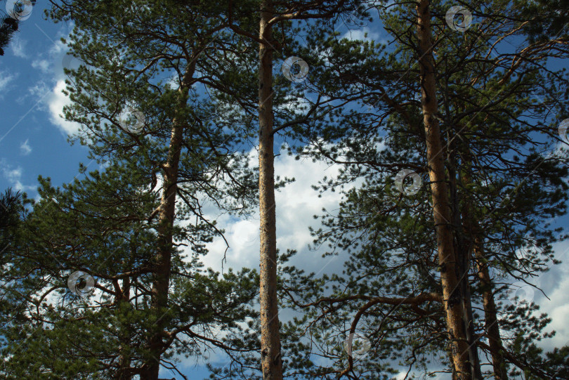 Скачать Сосны на фоне голубого неба с облаками фотосток Ozero
