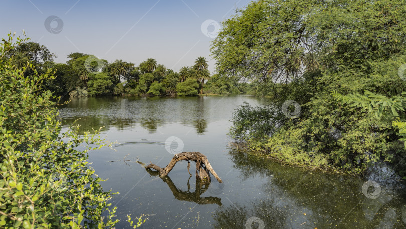 Скачать В спокойном озере видна причудливо изогнутая коряга. фотосток Ozero