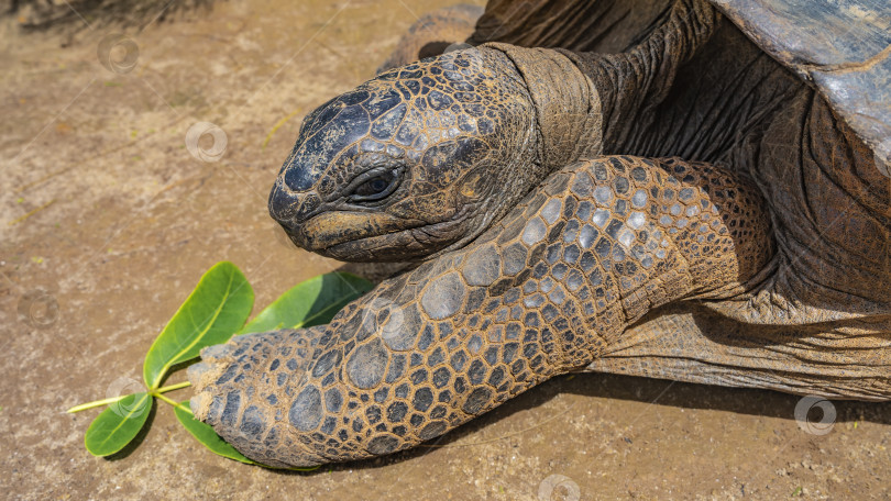 Скачать Портрет гигантской черепахи Aldabrachelys gigantea. фотосток Ozero