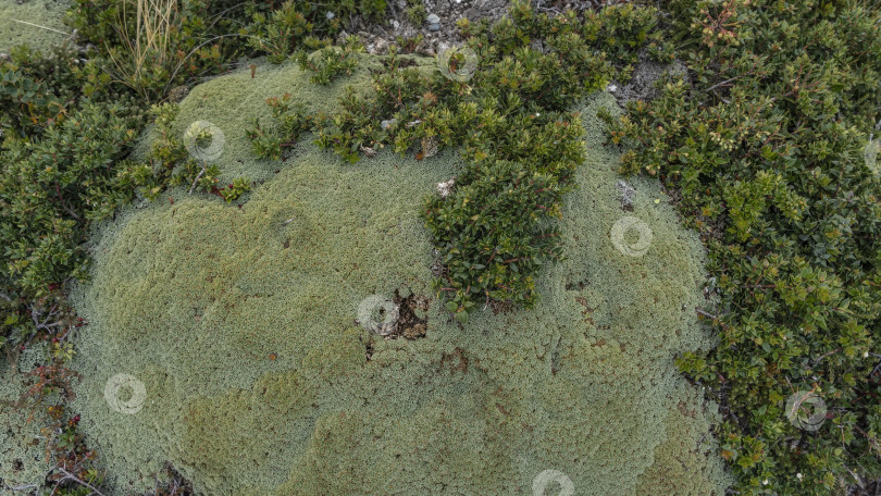 Скачать Удивительное растение Южной Америки ярета -Azorella compacta фотосток Ozero