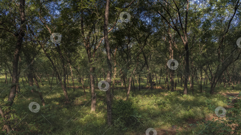 Скачать В джунглях, среди стволов деревьев, пасется стадо индийских оленей самбар фотосток Ozero