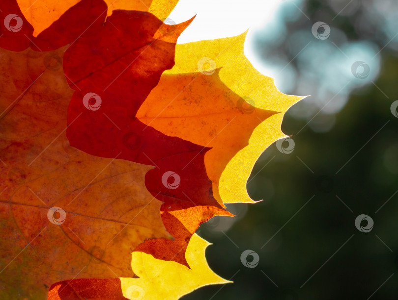 Скачать Осенний пейзаж. Осенние листья деревьев на фоне неба. фотосток Ozero