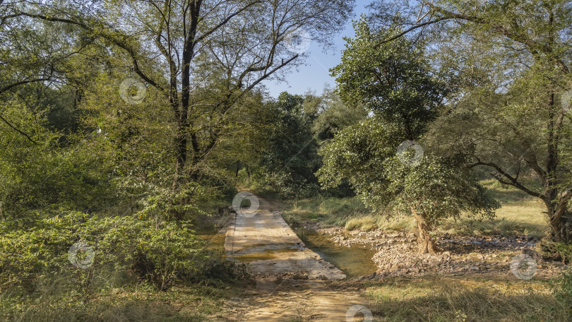 Скачать Грунтовая дорога для сафари проходит через джунгли. фотосток Ozero