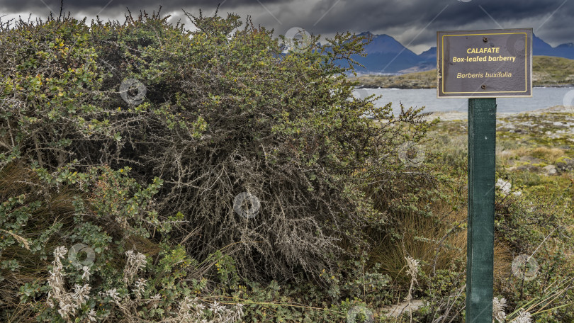 Скачать Кустарник калафате Berberis buxifolia растет на острове. фотосток Ozero