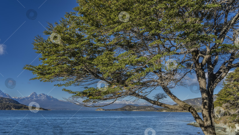 Скачать Раскидистое зеленое дерево на фоне голубого неба, на берегу озера. фотосток Ozero