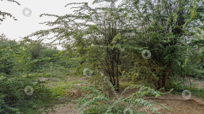 Скачать В джунглях, в зарослях зеленых кустарников, прячется пятнистый олень аксис читалал. фотосток Ozero