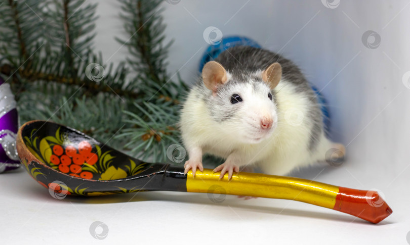 Скачать Симпатичная серебристая крыса сидит вокруг большой деревянной ложки. Символ китайского Нового года 2020. фотосток Ozero