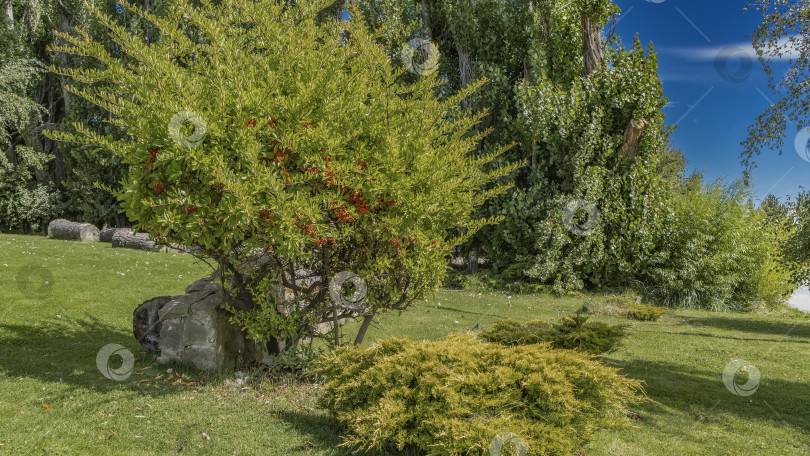 Скачать На лужайке, на склоне холма, растет ярко-зеленая растительность фотосток Ozero