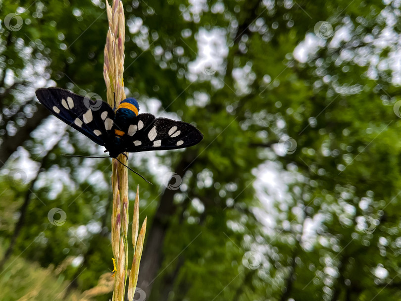 Скачать Черная бабочка на травинке на фоне леса фотосток Ozero