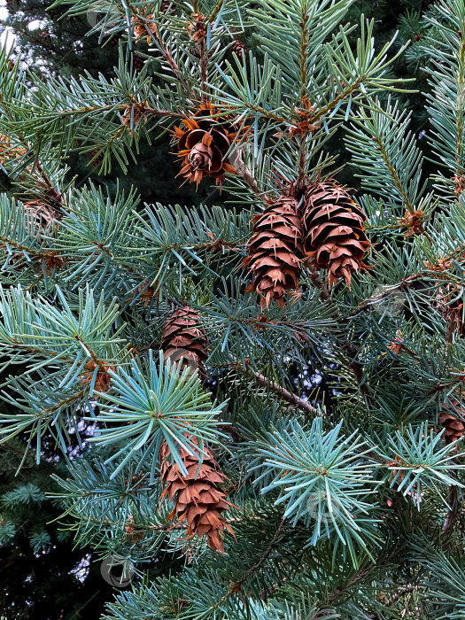 Скачать Крупный план сосновой шишки на ветках рождественской елки фотосток Ozero