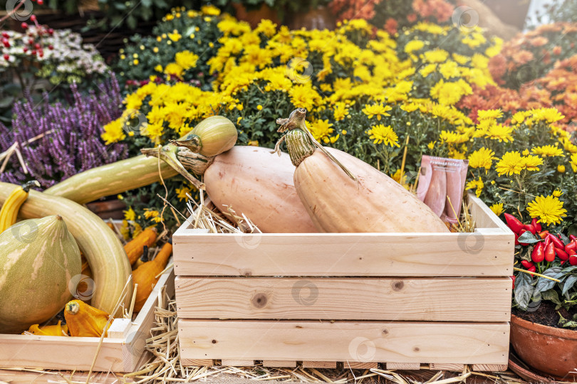 Скачать Осенний урожай желтых тыкв в деревянном ящике в саду фотосток Ozero
