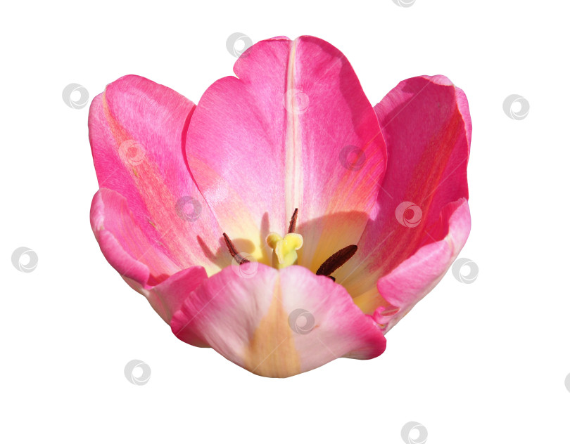 Скачать Розовая головка цветка тюльпана выделена на белом фоне. Крупный план  фотосток Ozero