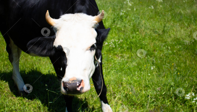 Скачать Любопытная черная корова с белой головой стоит на зеленом пастбище. Концепция китайского Нового 2021 года.Символ нового года. фотосток Ozero