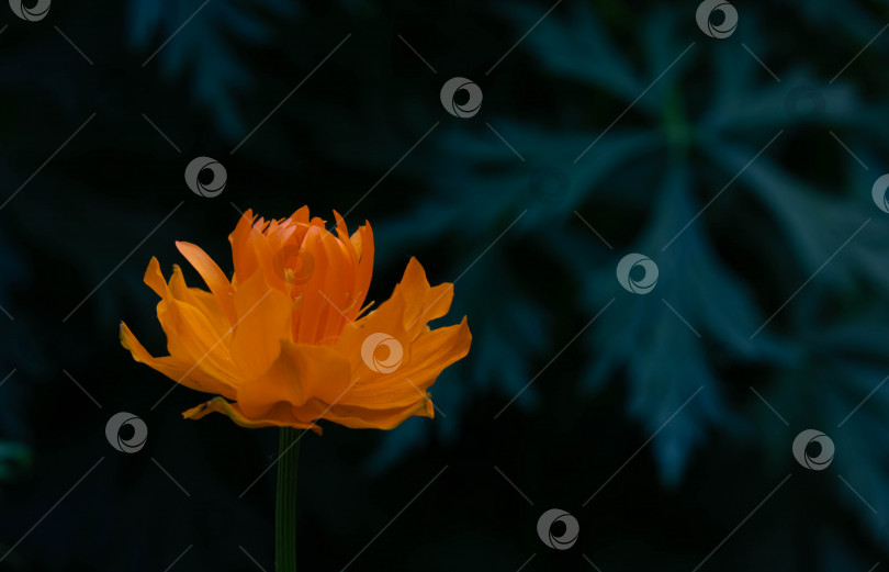 Скачать Оранжевый азиатский цветок Виталии на темном фоне листьев. Оранжевый азиатский цветок Шаровидный цветок Виталии на фоне темных листьев. Купальница. фотосток Ozero