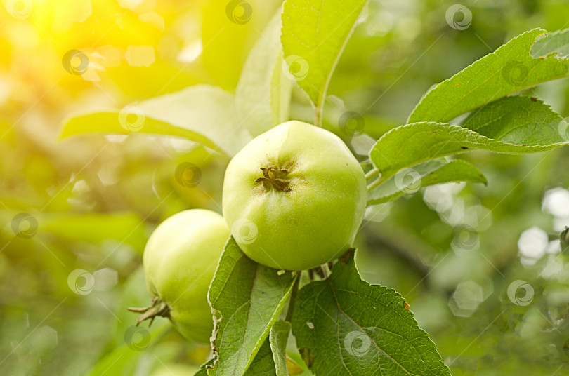 Скачать На закате два зеленых яблока висят в саду. фотосток Ozero