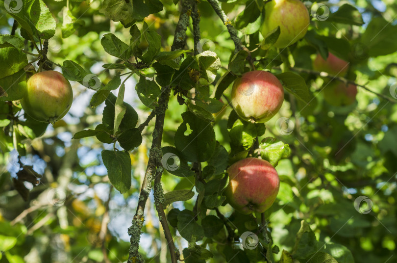 Скачать в солнечный день на яблоне в саду висит много спелых яблок. фотосток Ozero