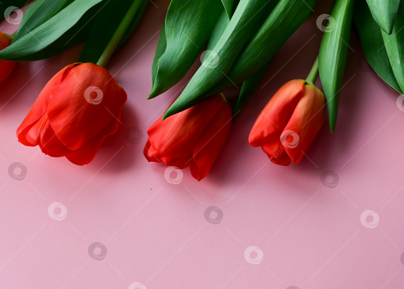 Скачать Красный тюльпан на розовом фоне. Пространство для копирования фотосток Ozero