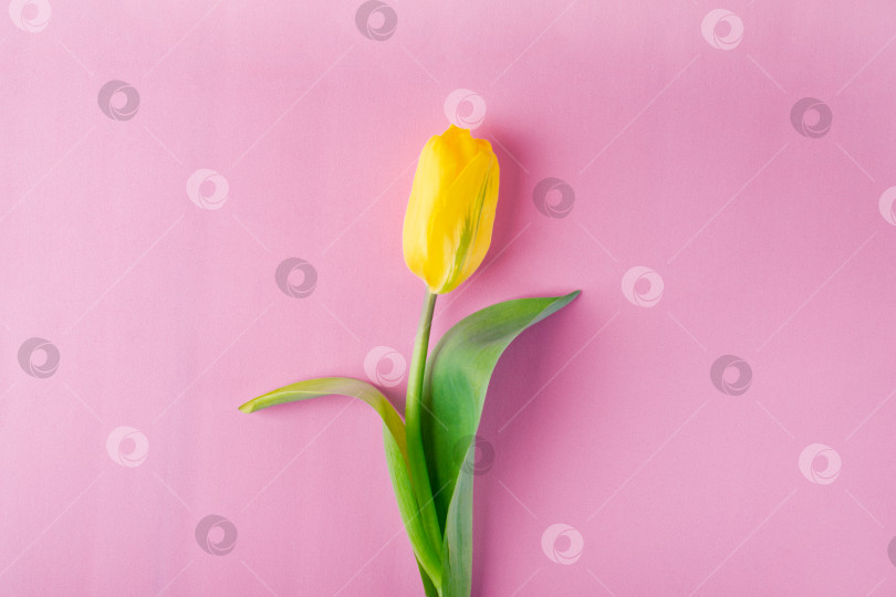 Скачать Желтый тюльпан с зеленой полосой на розовом фоне. фотосток Ozero
