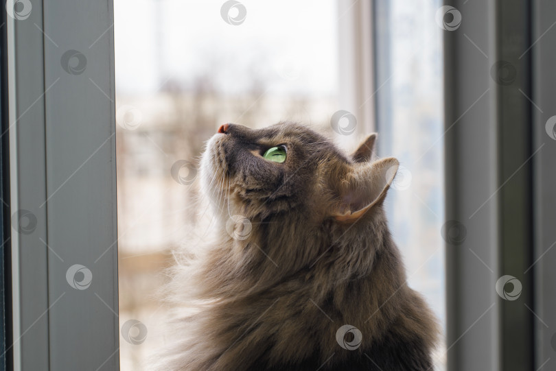 Скачать Кошка с зелеными глазами смотрит вверх в помещении. Портрет пушистой серой кошки крупным планом в профиль фотосток Ozero