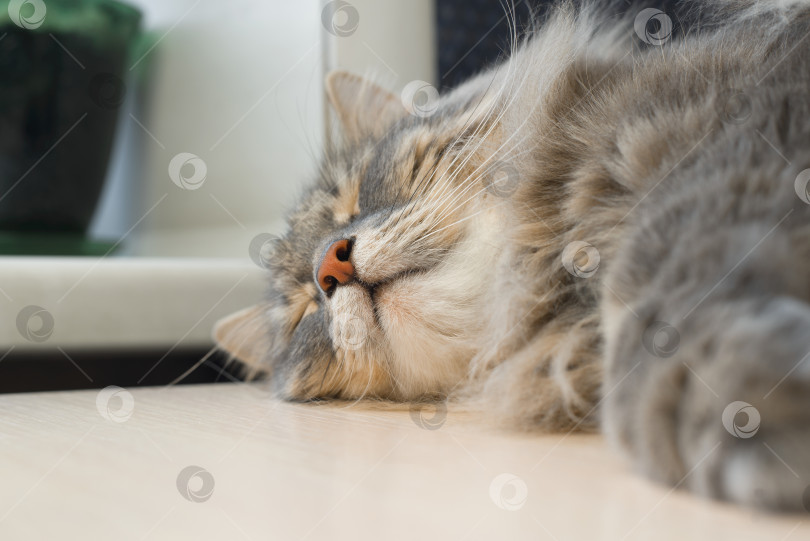 Скачать Крупный план морды спящей кошки в помещении. Выборочный акцент на розовом носу. Тема отдыхающего питомца фотосток Ozero