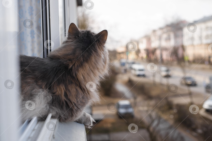 Скачать Серый, пушистый кот сидит на подоконнике на балконе. Питомец высунулся из открытого окна. Животная тема фотосток Ozero