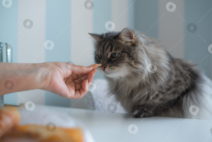 Скачать Серая, пушистая кошка тянется к еде, стоящей на столе на кухне. Хозяйка вручную кормит кошку фотосток Ozero