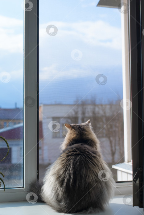 Скачать Меховой кот сидит на подоконнике у открытого окна внутри и смотрит наружу, вид сзади. Вертикальная фотография фотосток Ozero