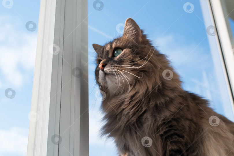 Скачать Пушистый кот сидит у открытого окна на фоне голубого неба. Серая, зеленоглазая сибирская кошка, смотрящая в сторону, крупным планом фотосток Ozero