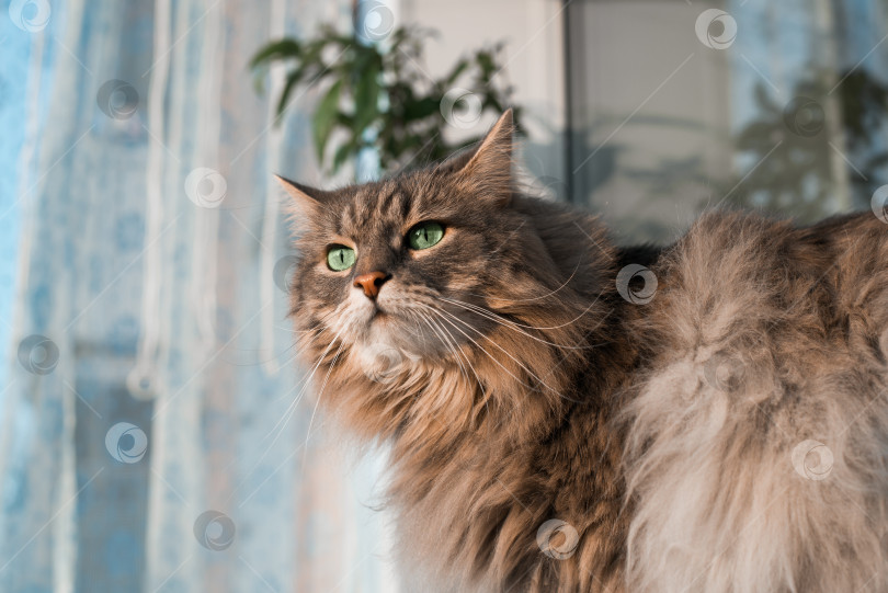 Скачать Портрет пушистой серой кошки с зелеными глазами, смотрящей в сторону, в помещении. фотосток Ozero