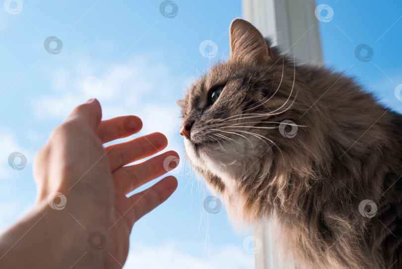 Скачать Пушистый кот, обнюхивающий человеческую руку, крупным планом. Серая зеленоглазая кошка сибирской породы в помещении на фоне голубого неба. фотосток Ozero