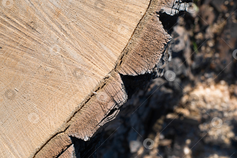 Скачать Срез дерева крупным планом. Вид сверху на пень. Текстурированная деревянная поверхность. фотосток Ozero