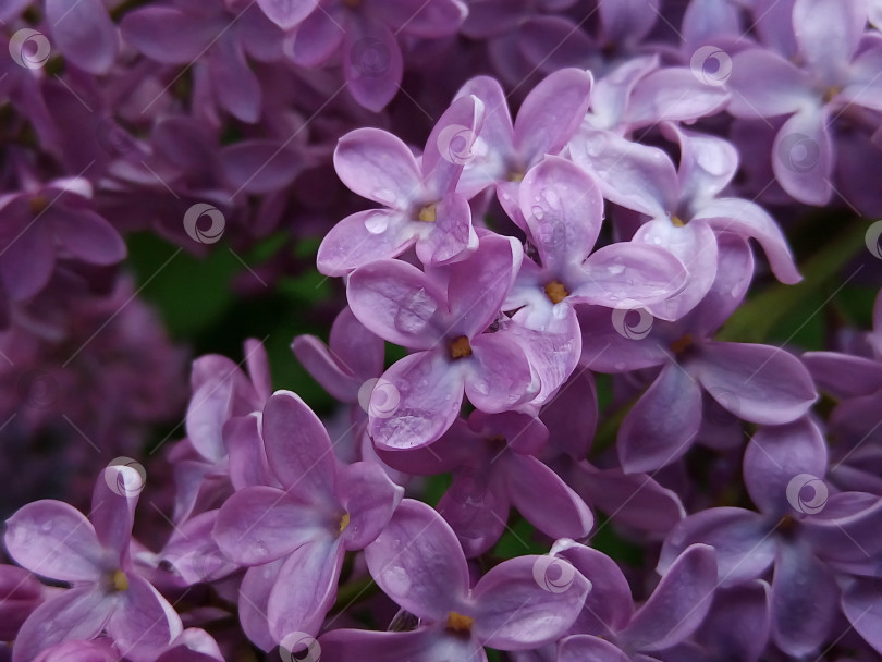 Скачать Макро-изображение весенних сиренево-фиолетовых цветов, абстрактный мягкий цветочный фон фотосток Ozero