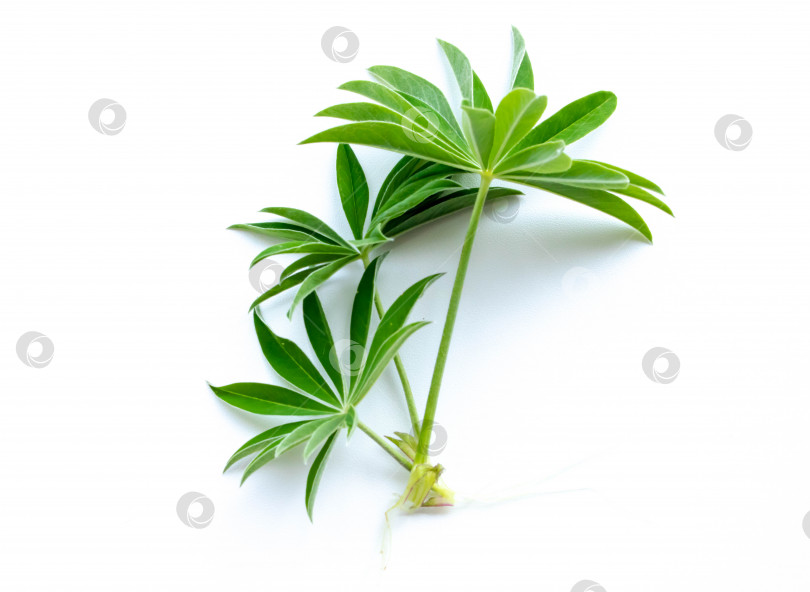 Скачать зеленые ростки растения на белом фоне фотосток Ozero