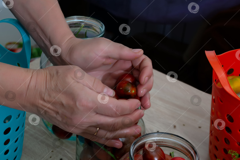 Скачать Помидоры, отобранные для консервирования, в банках разного размера на кухонном столе. фотосток Ozero