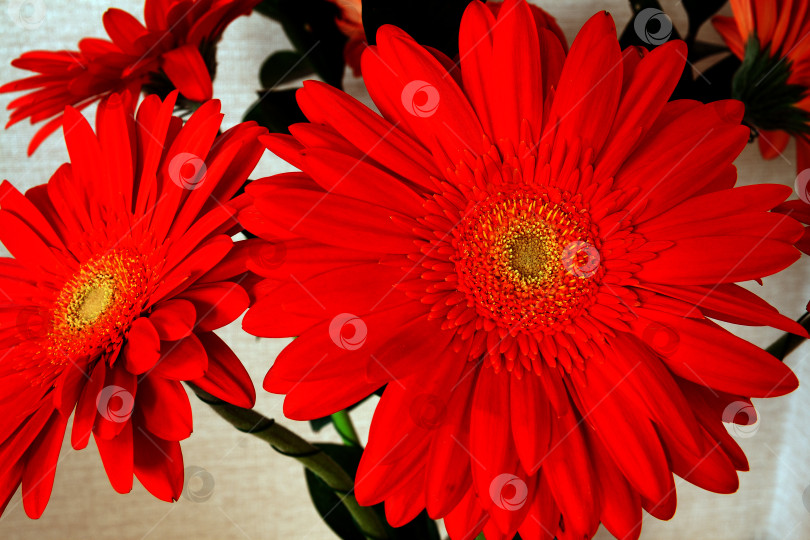 Скачать Два больших красных цветка герберы фотосток Ozero