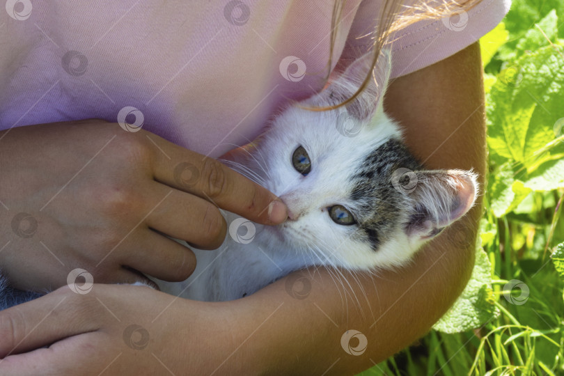 Скачать Маленький белый котенок лежит на руках у девушки, девушка - это... фотосток Ozero