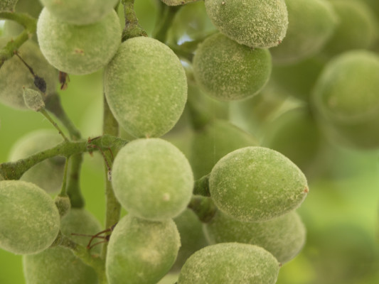 [object Object] undefined