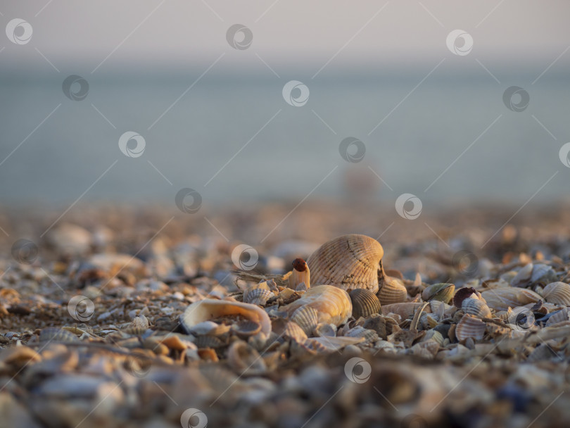 Скачать Божья коровка ползает по морским раковинам на фоне моря фотосток Ozero