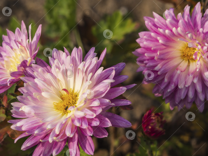 Скачать Цветы хризантемы. Фон из нежно-розовых хризантем flo фотосток Ozero