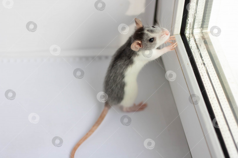 Скачать Маленькая пушистая крыса - символ 2020 года сидит на белом фоне возле окна. Год крысы по гороскопу фотосток Ozero