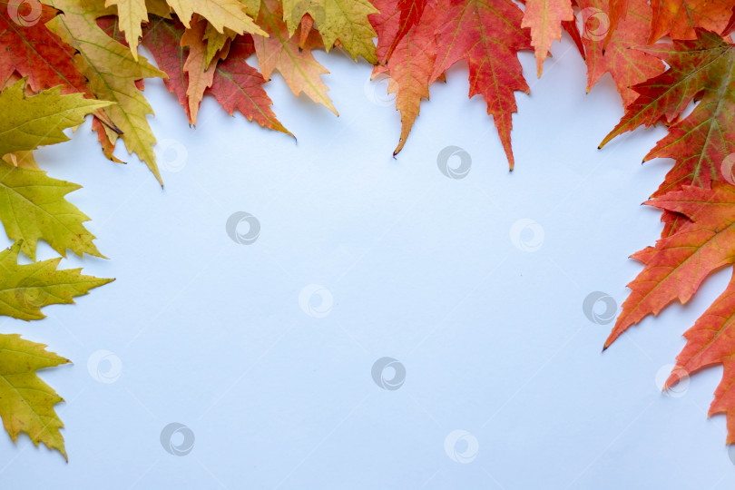 Скачать Осенняя творческая композиция. Высушенные листья на белом фоне. Концепция осени. Осенний фон. Плоское расположение, вид сверху, место для копирования. фотосток Ozero