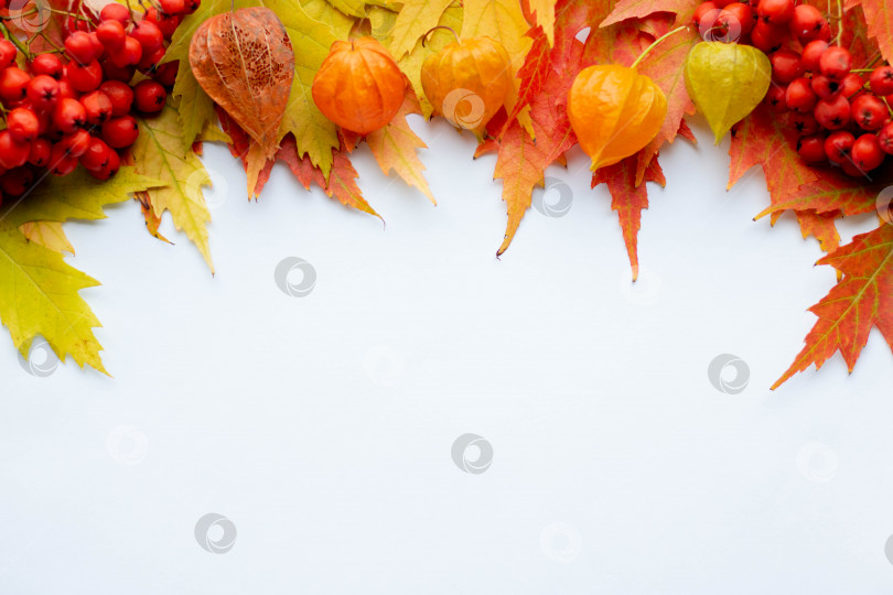 Скачать Куча осенних цветных листьев, выделенных на белом фоне.Куча разных сухих листьев клена .Красные и красочные цвета листвы в осенний сезон. фотосток Ozero
