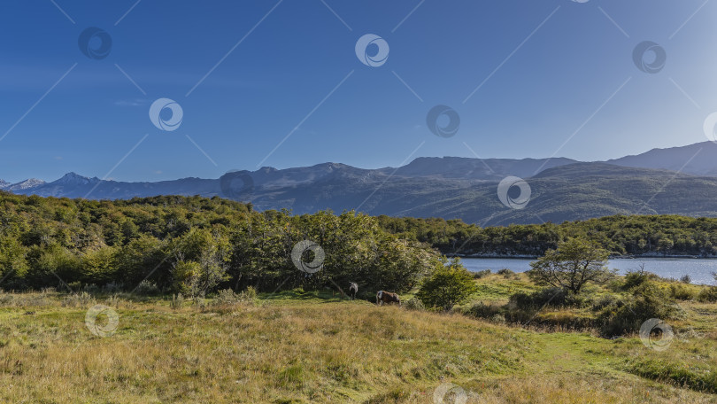 Скачать Лошади пасутся на лугу у озера. фотосток Ozero