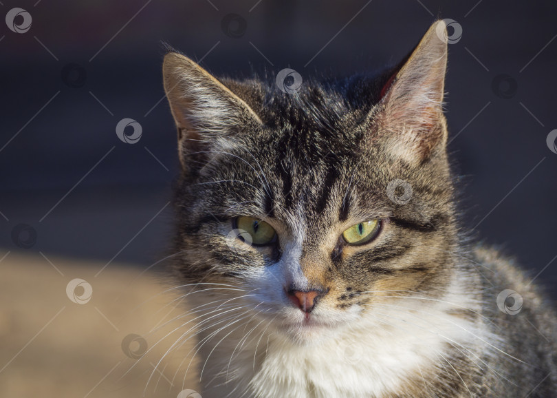Скачать Красивая разноцветная домашняя кошка с задумчивым взглядом. фотосток Ozero